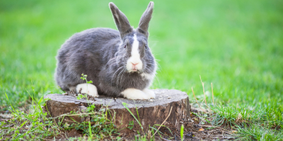 Curso de Auxiliar de Clínica Veterinaria en Micromamíferos