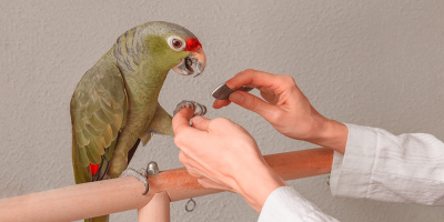 Auxiliar Veterinario Especialista en Animales Exóticos (Aves, Reptiles, Anfibios y Micromamíferos)