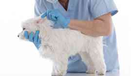 Ayudante Técnico Veterinario (A.T.V.) (Online)