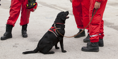 Curso Superior en Adiestramiento de Perros para la Vigilancia y Defensa de Instalaciones