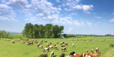 Curso Práctico de Bienestar Animal para Ganaderos