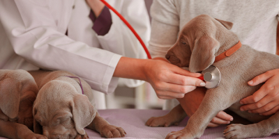 Curso en Cardiologia Veterinaria