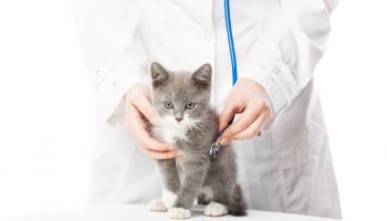 Curso de Etologia Felina