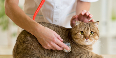 Curso de Oncología Veterinaria