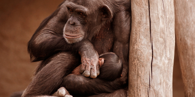 Curso en Primates