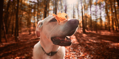 Curso de Especialista en Etología Canina