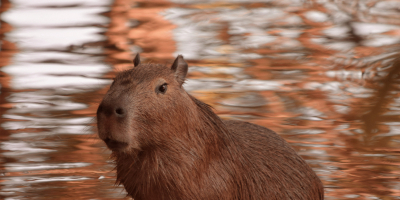 Técnico en Rehabilitación de Fauna Salvaje