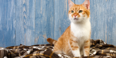Curso en Felinos Salvajes