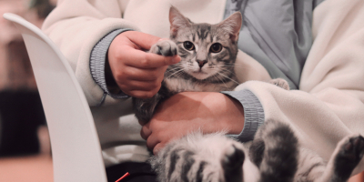 Curso de Fisioterapia Veterinaria