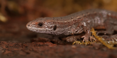 Curso de Herpetología