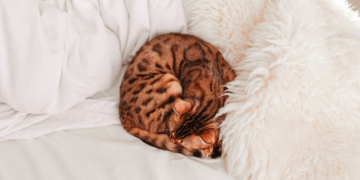Curso en Nutrición y Alimentación Felina