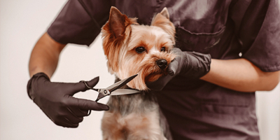 Curso de Técnico en Peluquería Canina (Online)
