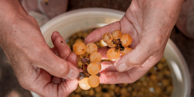 Curso Online de Viticultura, Enología y Cata: Práctico