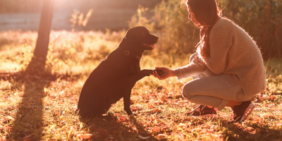 Curso en Psicología Canina: Adiestramiento del Perro