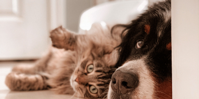 Curso de Psicología Canina y Felina