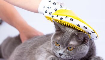 Curso en Fisioterapia y Rehabilitación de Animales de Compañía