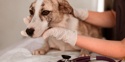 Curso en Enfermedades Infecciosas en Urgencias Veterinarias