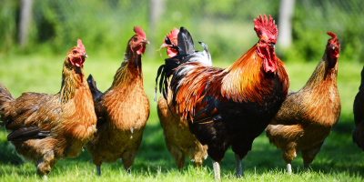 MF0281_2 Producción de Aves para Reproducción y Obtención de Carnes y Huevos (Online)
