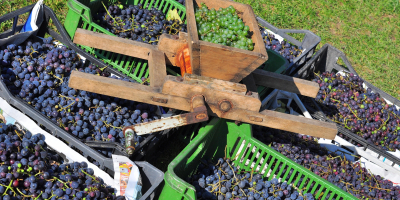MF1493_3 Gestión de Cultivo de Plantas y Tepes en Vivero