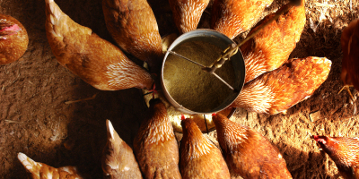 MF1497_3 Gestión de los procesos de producción de aves y de huevos