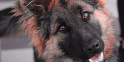 MF1756_3 Adiestramiento de Perros para Defensa y Vigilancia (Online)