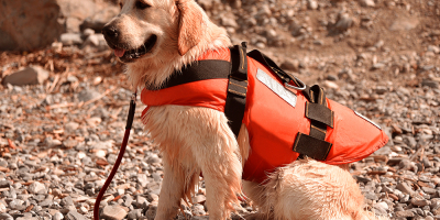 MF1757_3 Adiestramiento de Perros para Detección, Búsqueda, Salvamento y Rescate de Víctimas (Online)