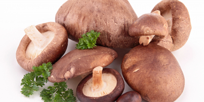 MF1816_3 Gestión del Cultivo Extensivo de Hongos Saprobios y Micorrícicos