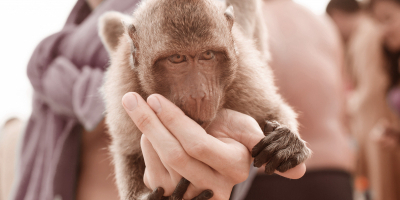 MF2065_2 Inmovilización y Manipulación de Animales Salvajes