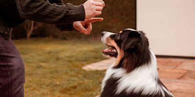 Perito Judicial en Adiestramiento y Conducta Canina (Online)