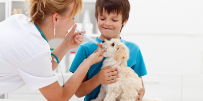 Curso en Gestión y Dirección de Criaderos y Protectoras de Animales