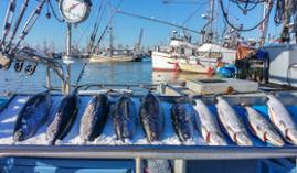 MF0315_2 Recepción, Almacenaje y Expedición de Productos de la Pesca (Online)