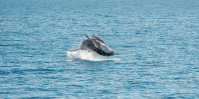 Especialista en Terapia Asistida con Animales Marinos