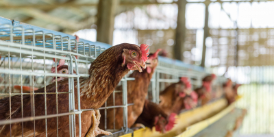 UF0017 Proceso de Fecundación y Operaciones de Recepción y Manejo de Aves y Huevos (Online)