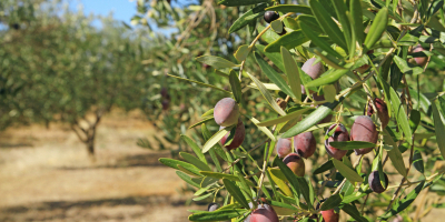 UF0161 Operaciones Auxiliares de Abonado y Aplicación de Tratamientos en Cultivos Agrícolas (Online)