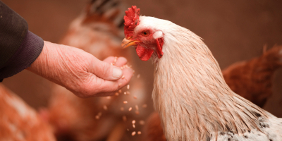 UF0205 Control Sanitario y Aplicación en Ganado Ecológico (Online)