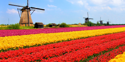 UF0276 Elaboración de Composiciones en Floristería (Online)