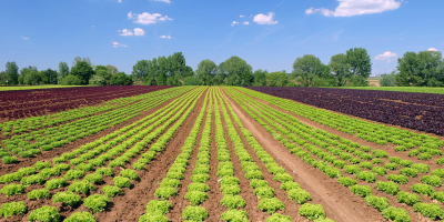 UF0385 Programación y Control del Riego y la Fertilización de los Cultivos