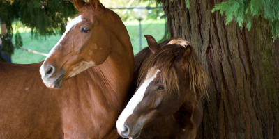 UF0834 Condición Física y Aptitud del Caballo para la Monta