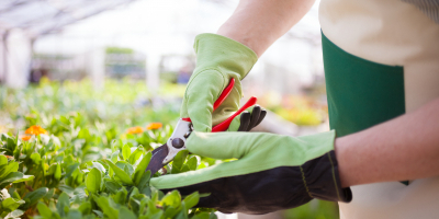 UF1371 Gestión de la Producción de Plantas y Tepes en Vivero