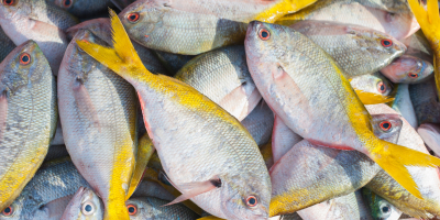 UF1490 Maniobras de Pesca de Palangre, Arrastre y Cerco