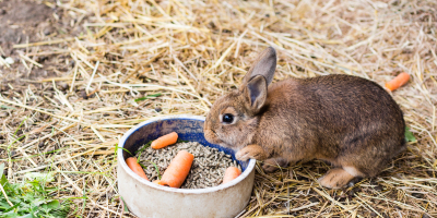 UF1533 Acondicionamiento Final y Envasado de Alimentos Húmedos para Animales