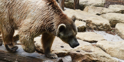 UF2484 Enriquecimiento Ambiental en Animales Salvajes