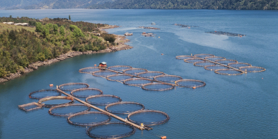 UF2536 Procesado de Pescados y Mariscos
