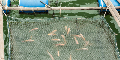 UF2537 Conservación de Pescados y Mariscos