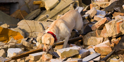 UF2694 Adiestramiento de Perros de de Aviso o Alerta y Vinculación con Personas con Discapacidad y Crisis Recurrentes con De...