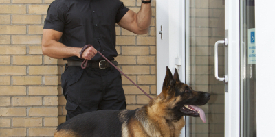 UF2695 Conocimiento y Elaboración de Programas de Adiestramiento de Perros de Servicio para Personas con Discapacidad Física