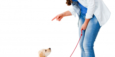 UF2743 Determinación de las Aptitudes del Perro para su Adiestramiento en la Detección de Sustancias Olorosas (Online)
