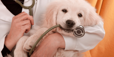 Especialista en Urología en Urgencias Veterinarias