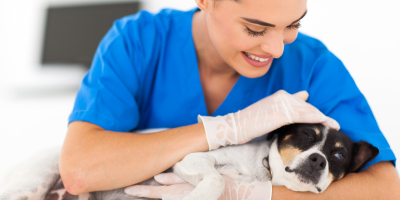 Curso en Odontología Veterinaria